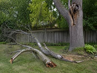 A dead branch section set down after being cut free