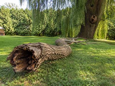 A hollowed-out branch section after coming down