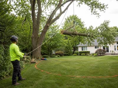 A cut limb being lowered on a rope during a trim