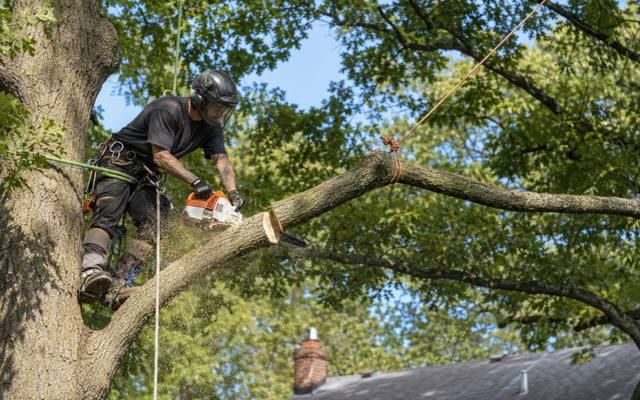 A climber cutting back growth deep inside a crowded canopy