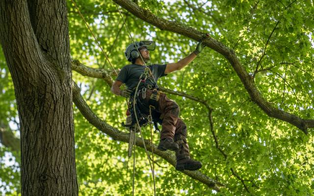 A technician harnessed in place high in a tree for a cabling job