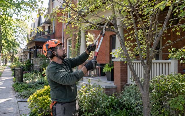 A pruning cut being finished high in a backyard tree
